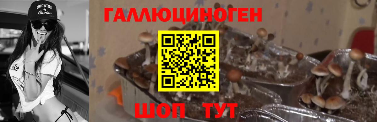 Псилоцибиновые грибы GOLDEN TEACHER  Галлюциногенные грибы GOLDEN TEACHER  Вход с VPN  Карачаевск 